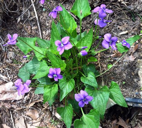 Common Blue Violet (Viola sororia)