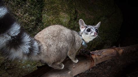 The Cutest US Mammal You’ve Probably Never Seen - Cool Green Science