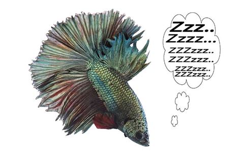 Do Betta Fish Sleep (Unusual sleeping habits revealed) - Fish Keeping ...