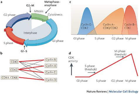 CDK | Learn Science at Scitable