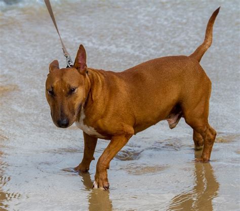 Castle, Dog, Miniature, Bull Terrier, Canine #castle, #dog, #miniature ...