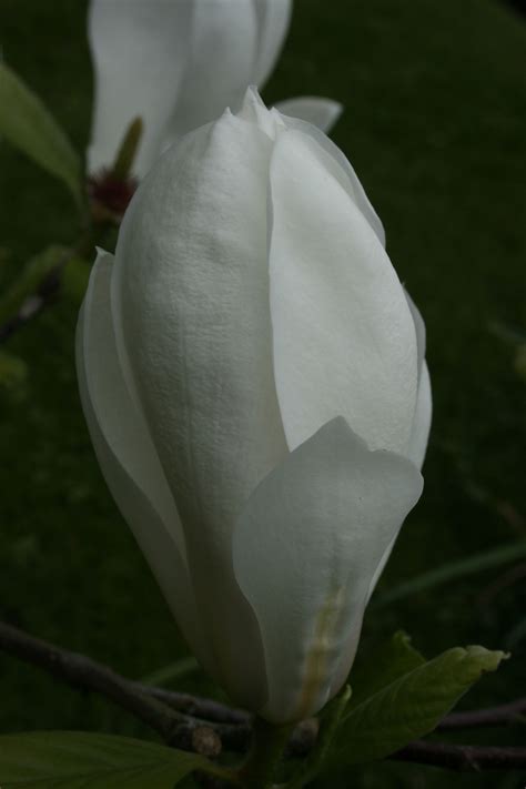 The Tulip Magnolia 'soulangeana' is the most familiar of the Magnolia's but this pure white form ...