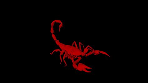 Animal Scorpion Wallpapers - 4k, HD Animal Scorpion Backgrounds on ...