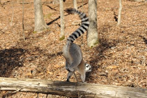 Ring-tailed Lemur | Duke Lemur Center