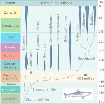 Chondrichthyes - Wikipedia