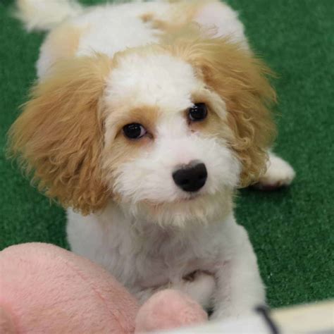 cavapoo-puppy-for-adoption-3 - Ridgewood Kennels II