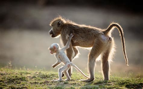 A discussion of white baboon babies in the Luangwa Valley | with Edward Selfe