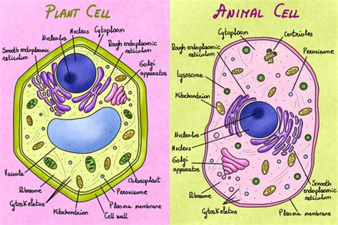 Plant Cell And Animal Cell Model