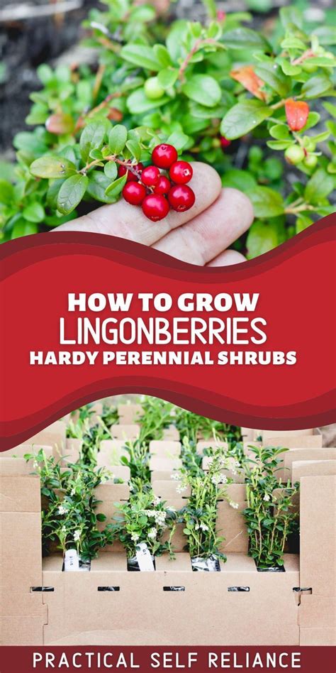 lingonberry starters for planting and ripe lingonberries Vegetable ...