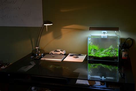 Pin on Aquascaping