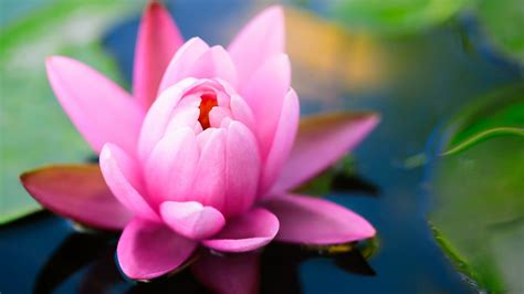 Lotus Flower Pond Wallpapers - 1600x900 - 228988