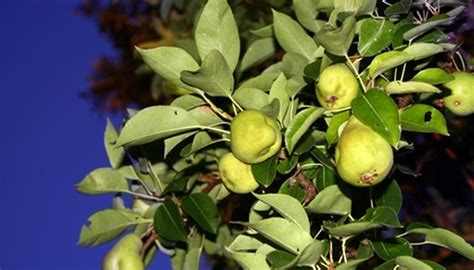 How to Troubleshoot Pear Tree Disease of Leaves | Garden Guides