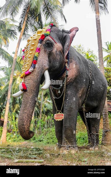 elephant in kerala temple festival Stock Photo - Alamy