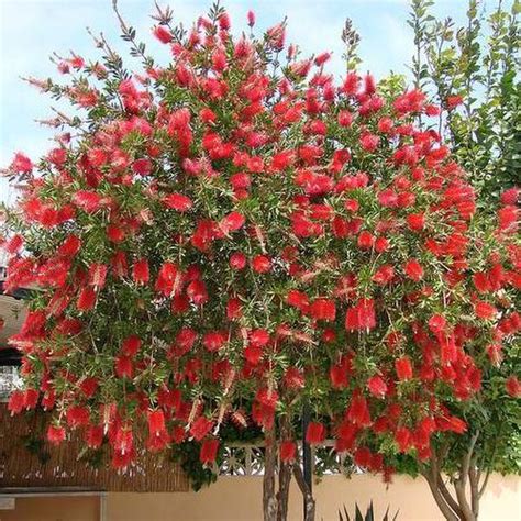 Bottlebrush Tree | C&J Gardening Center