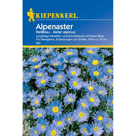 Light blue Alpenaster seeds - Aster Alpinus Seeds • Tuinzaden.eu