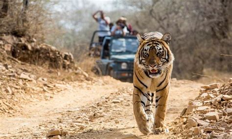 Safari In Ranthambore National Park - An Ultimate Guide