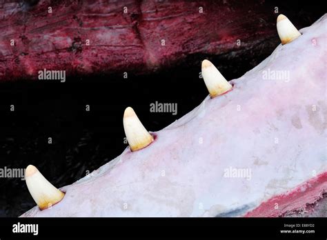 Sperm whale teeth hi-res stock photography and images - Alamy