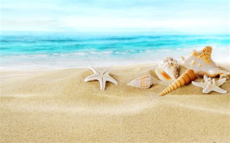 Seashells On Florida Beach Wallpaper