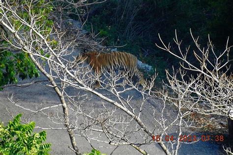 Growing tiger attacks in Uttarakhand: Shrinking natural habitat may be reason, say experts