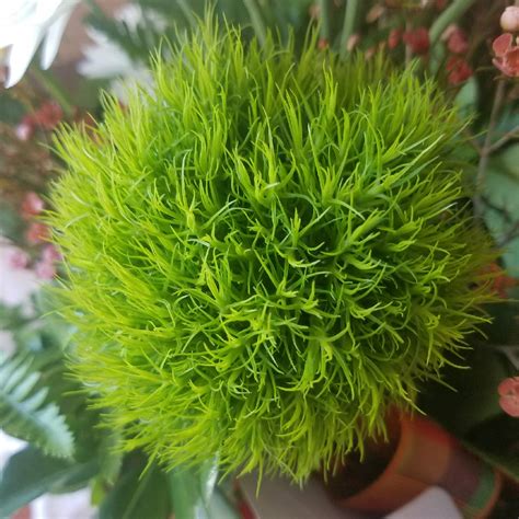 Dianthus barbatus 'Green Ball', Sweet William 'Green Ball' in ...