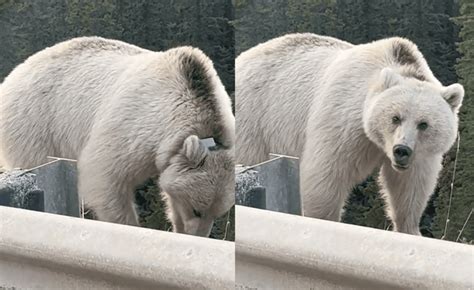 Rare White Grizzly Bear Spotted Near Banff National Park | Whiskey Riff