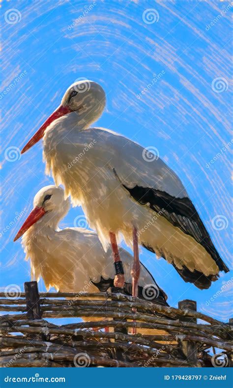 Two White Storks, Scientific Name Ciconia Ciconia, with a Red Be Stock ...