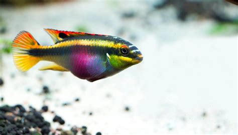 Fun Rainbow Cichlid Facts For Kids | Kidadl