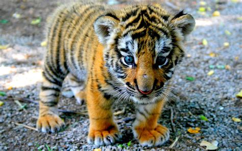 Cute Baby Tiger Wallpaper (68+ images)