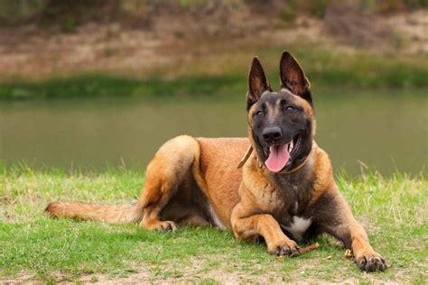 Belgian Malinois Vs German Shepherd: Check the Differences