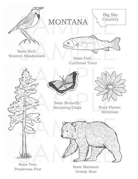 Montana Coloring Page - Etsy