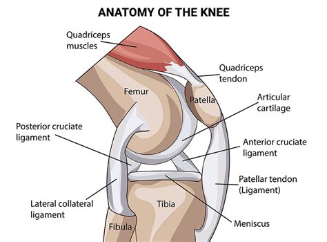 Inner Knee Pain: Why Does the Inside of My Knee Hurt? - NJ's Top ...