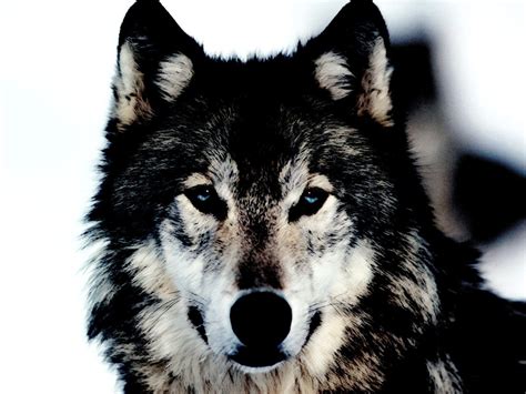 Arctic Wolf Wallpapers - Wallpaper Cave