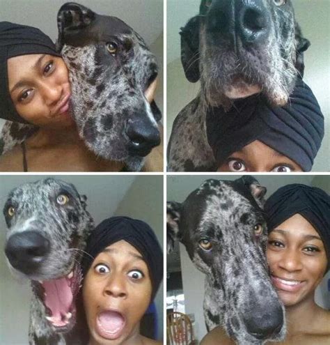 30 Funny Pics Of Great Danes With No Regard For Their Size