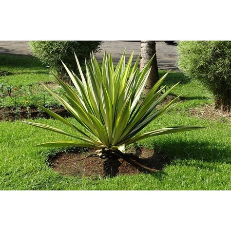 Furcraea Gigantea Striata Furcraea Foetida Mediopicta- 20 Inch By 30 ...