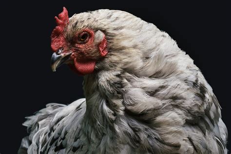 16 Different Types of Hybrid Chicken Breeds