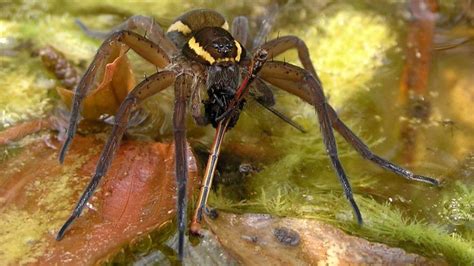 Rare Fen raft spider population boosted in Norfolk - BBC News