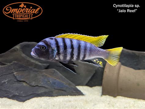 Jalo Reef (Cynotilapia sp.) – Imperial Tropicals