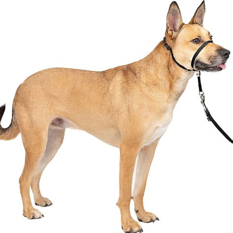 Best Dog Collars For Large Dogs? The Top 5 Reviewed!