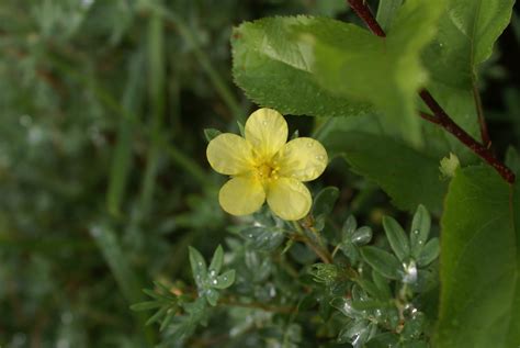 There's colour everywhere!: Cinquefoil