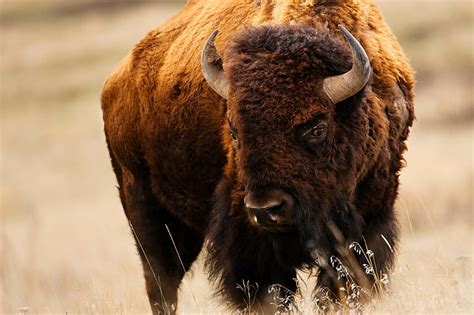 HD wallpaper: american bison, snow, cold temperature, winter, animal ...