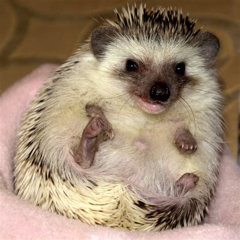 Smiling Hedgehog stock photo. Image of porcupine, rodent - 48289320