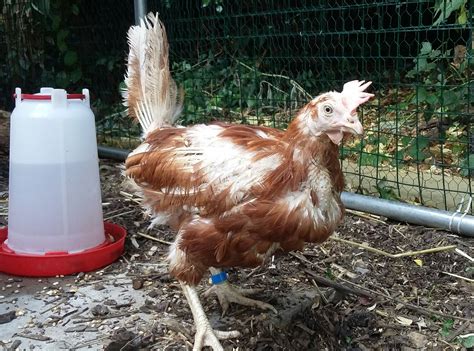 New rescue hens! | Dog Forum | dogforum.co.uk