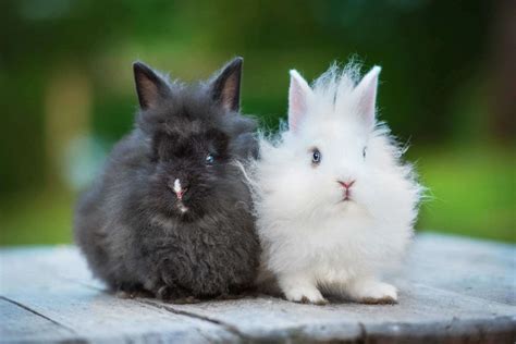 Angora Rabbit - World's Finest Wool