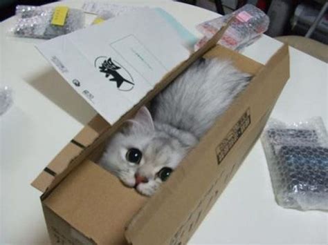 Cat in a Box Memes - Imgflip