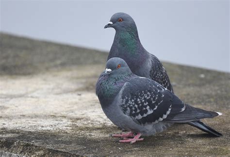 Rock Pigeon | Audubon Field Guide