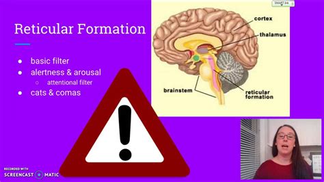 Brain Diagram Reticular Formation