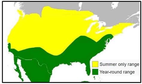 The 3 Types of Vultures Found In The United States! (2023) – Consumers ...