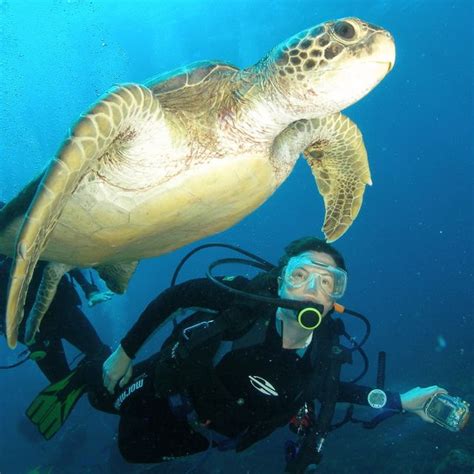 Best Fernando de Noronha Beaches, Brazil. Great Scuba Diving.