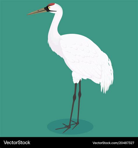 Whooping crane cartoon Royalty Free Vector Image