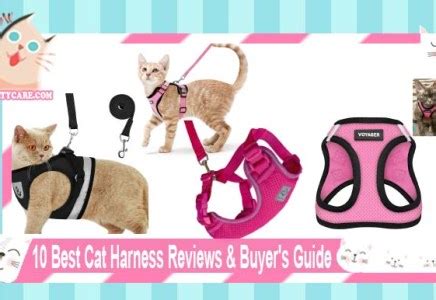 Top 5 Best Heated Cat House Reviews & Guide 2021 - Top Kitty Cats Care